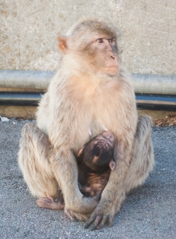 Gibraltar (13 of 15)